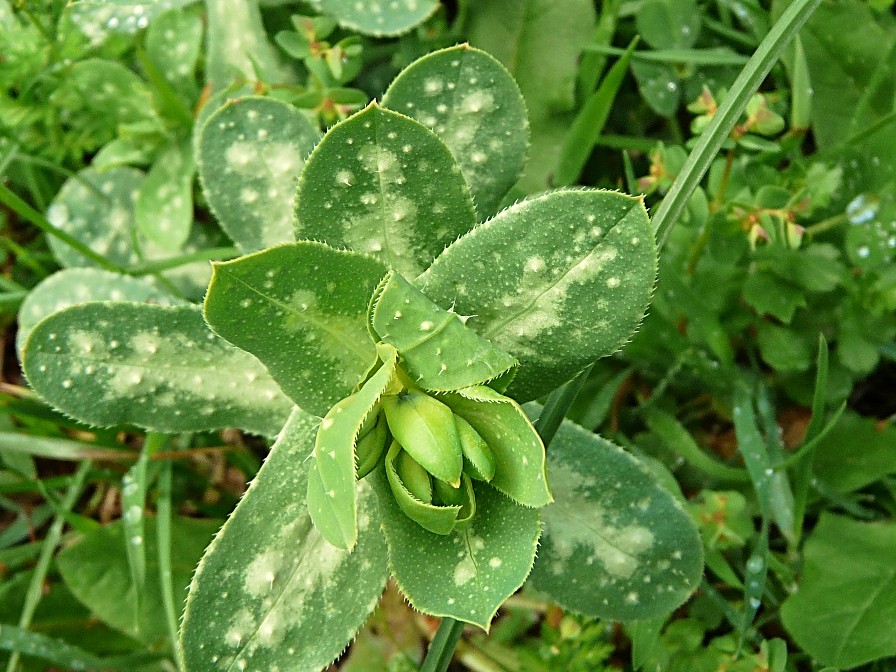 Cerinthe major / Erba-vajola maggiore